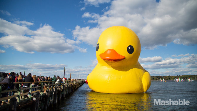 mama duck bebek karet raksasa di oyster bay long island