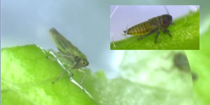 Wereng Ini Mampu Ubah Tanaman Jadi Zombie Merdeka Com