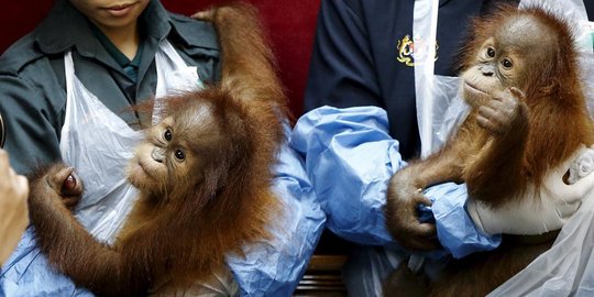 Selundup ke Malaysia, bayi orang utan ini disembunyikan dalam tas