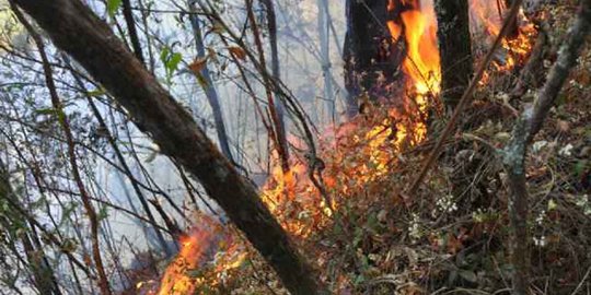 Kebakaran hutan Gunung Lawu merambah ke Karanganyar