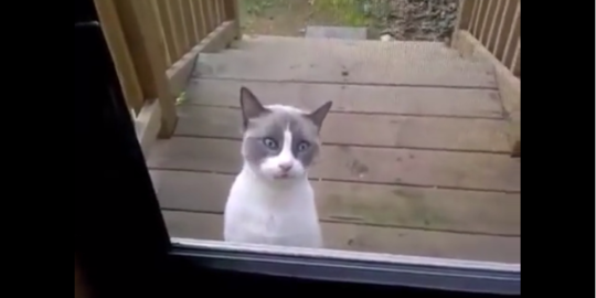 Video: suara kucing marah ini bikin pendengarnya tertawa  merdeka.com