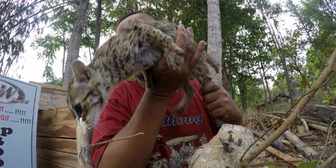 Pecinta Kucing Hutan Kumpul Yuk Page 276 Kaskus