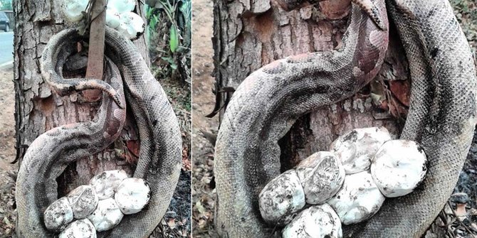 Hewan Hewan Malang Ini Jadi Korban Kebakaran Hutan Kalimantan