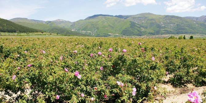 lembah mawar di bulgaria