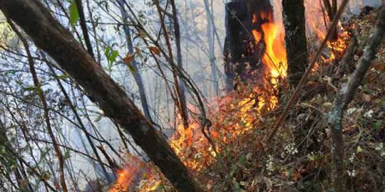 25 orang diterjunkan padamkan api yang bakar Lawu hingga Karanganyar