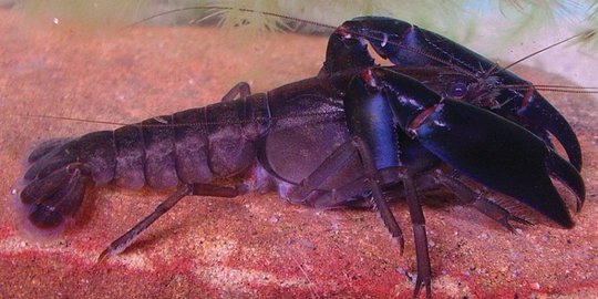 15.000 Bibit lobster gagal diselundupkan di Bandara Soekarno-Hatta