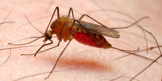 Malaria ternyata dapat mengobati kanker