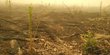 Fakta hutan sengaja dibakar untuk perkebunan sawit