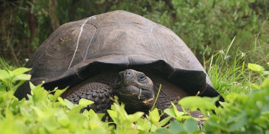 Ini wujud kura-kura raksasa spesies baru di Kepulauan Galapagos