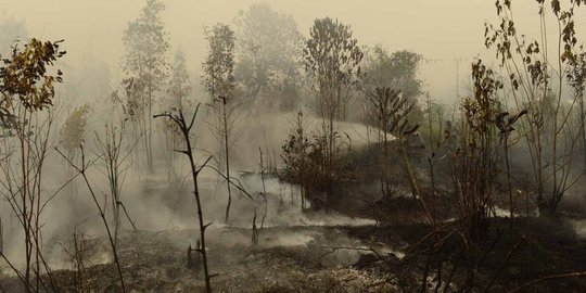Hanura minta pergub soal pembakaran hutan di Kalteng diusut