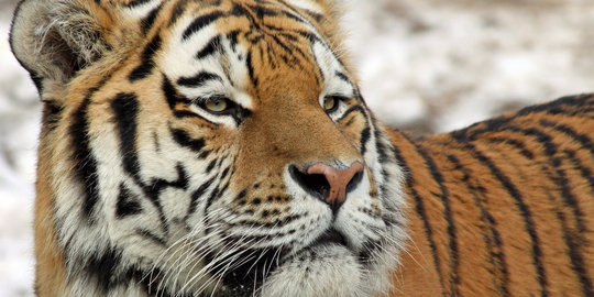 Habitat terbakar, 2 harimau Sumatera masuk pemukiman & mangsa ternak