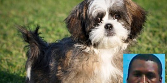 as perkosa anjing mantan istrinya rev1