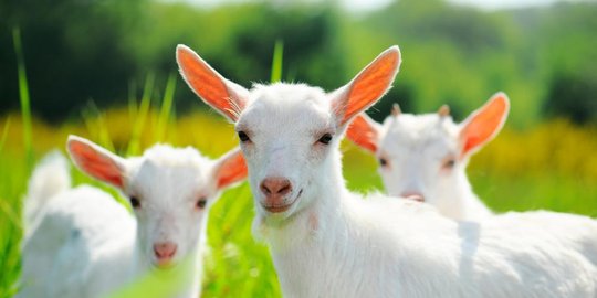 pria ini perkosa kambing rev1