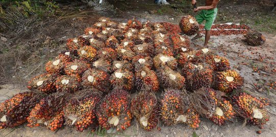 Pengusaha duga ada kampanye hitam jatuhkan kelapa sawit