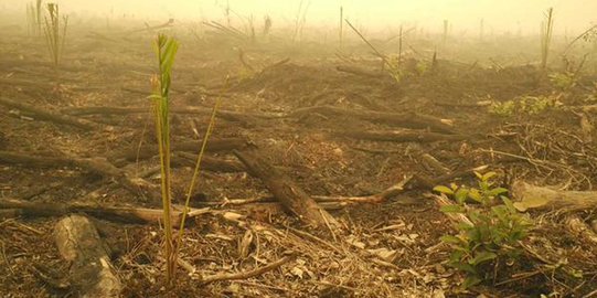 Walhi sebut ada 400 perusahaan diduga terkait kebakaran hutan