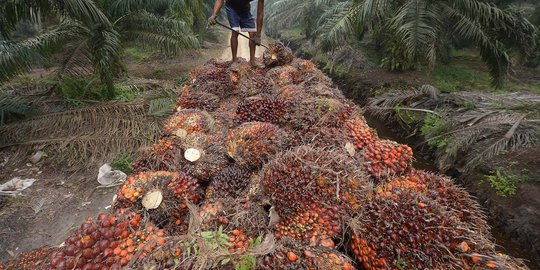 Walhi: Ada izin pembangkit listrik diubah jadi izin kelapa sawit