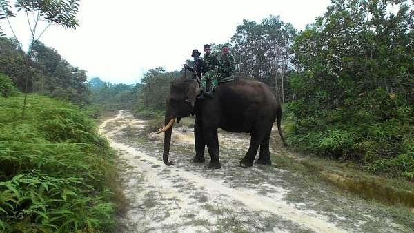 prajurit kostrad patroli naik gajah