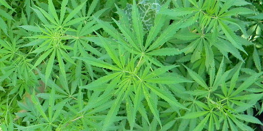 Syafpendi menanam 93 batang ganja di lahan jagung