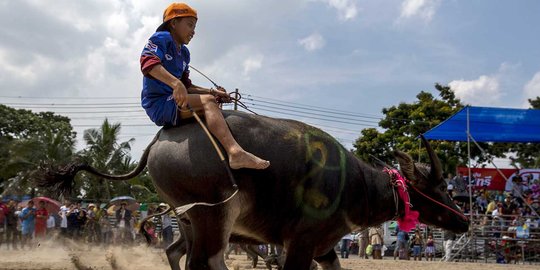 Menyaksikan keseruan dan kelucuan lomba balap kerbau di Thailand