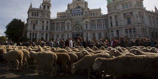 Ribuan domba tumpah ruah padati jalanan Madrid