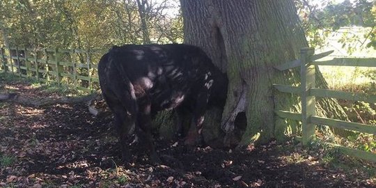 Ngamuk, kepala banteng ini 'masuk' ke pohon