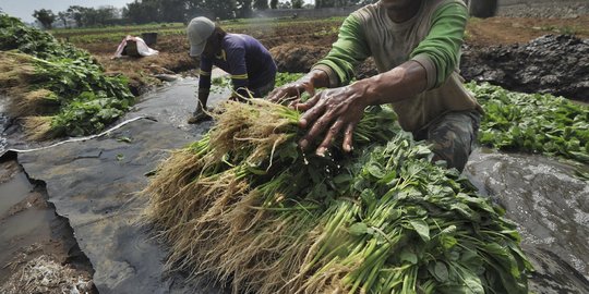 Dianggap suram sarjana pertanian ogah jadi petani