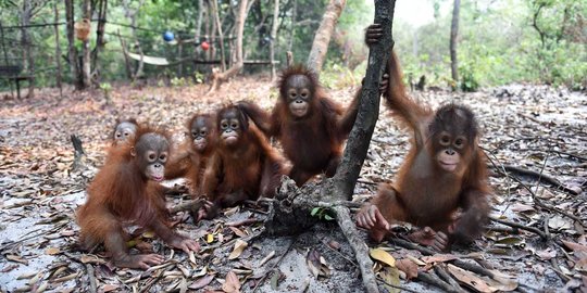 Menengok bayi orang utan selamat dari kebakaran hutan Palangkaraya