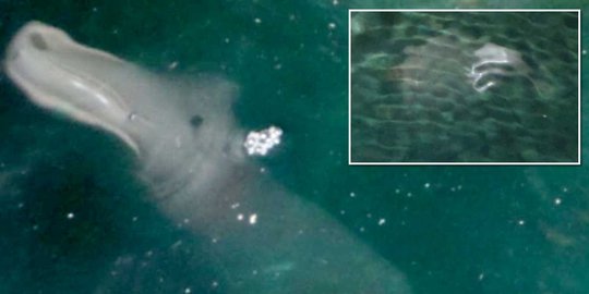 Makhluk laut  misterius  tertangkap kamera turis hewan  