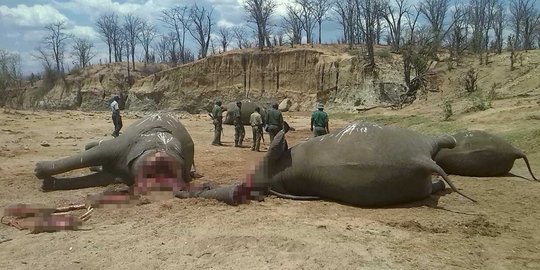 Mengenaskan, puluhan gajah di Zimbabwe ditemukan mati tanpa kepala