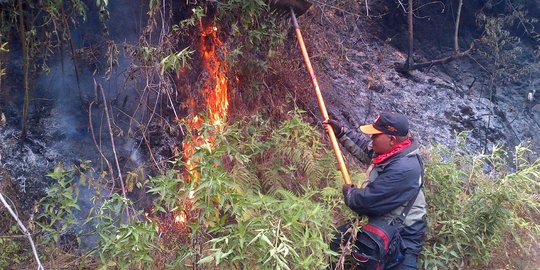 Kebakaran hutan Gunung Semeru berasal dari api unggun pendaki