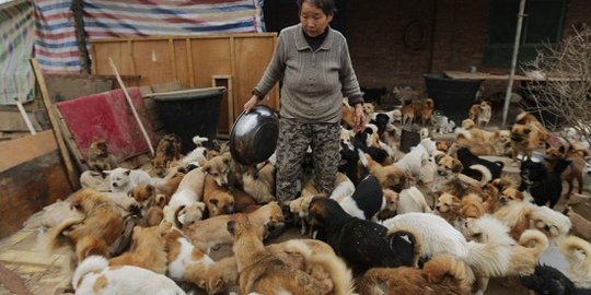 Pengurus Pura musnahkan anjing liar di kawasan Uluwatu Bali