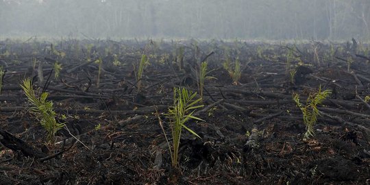 Ini bibit sawit yang muncul di hutan bekas kebakaran Palangkaraya