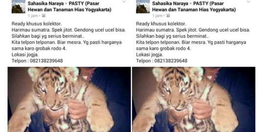 Miris, anak harimau Sumatera dijual di Facebook seharga mobil