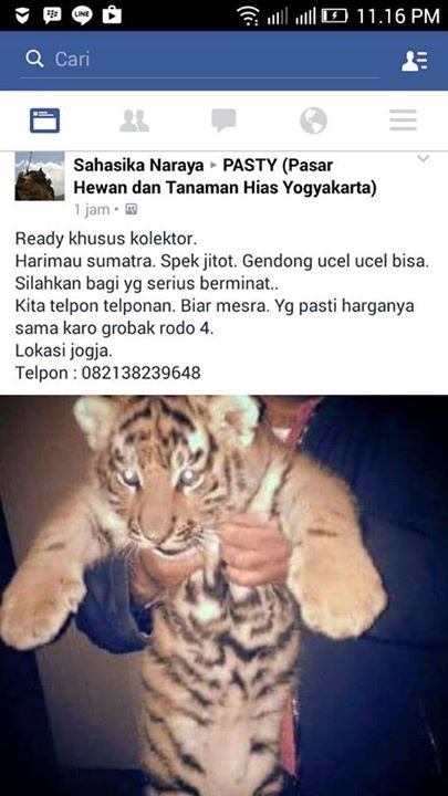 anak harimau dijual di facebook