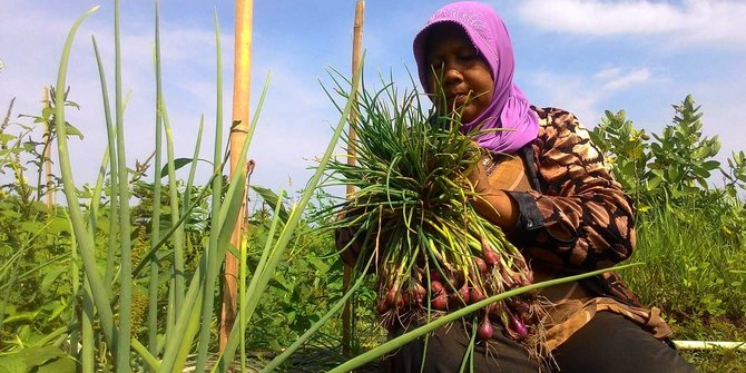 Petani bawang Aceh Besar mengeluh pemerintah tak bantu pemasaran
