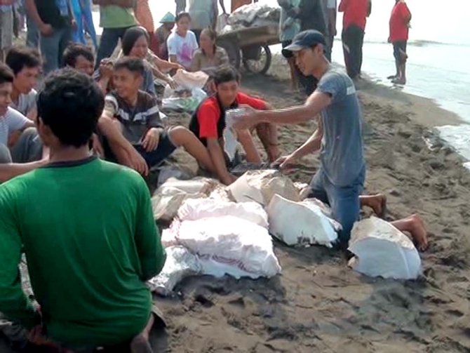 Paus 8 Ton Sepanjang 22 Meter Terdampar Di Pantai Kebumen