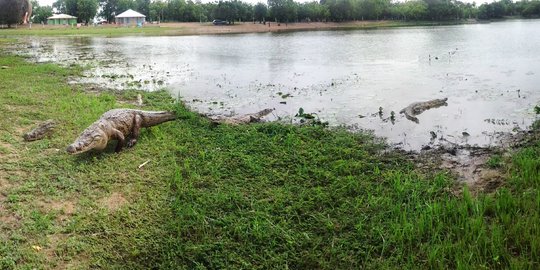 Berenang bersama buaya di danau Paga