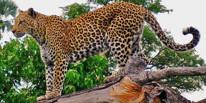 Download 64 Gambar Hewan Leopard Paling Baru Gratis