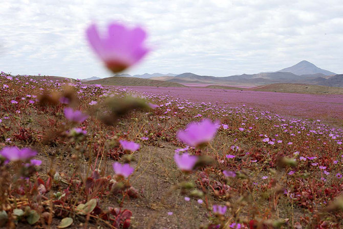 musim semi di gurun atacama chile