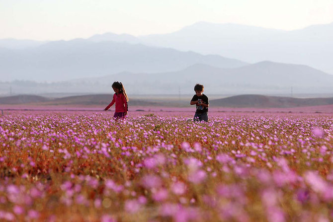 musim semi di gurun atacama chile