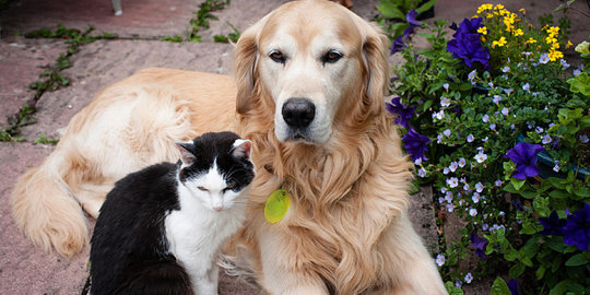 Di kota ini, kucing dan anjing memiliki hak asasi sendiri