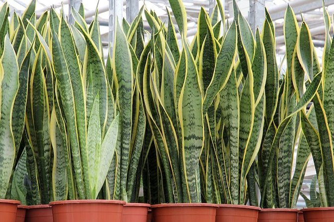 sansevieria