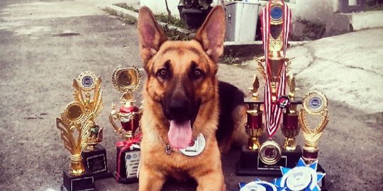 Fuhrer, anjing dari komunitas High Five Bandung yang langganan juara