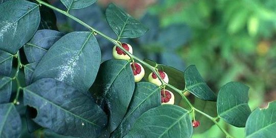 Kenapa makan daun katuk bisa meningkatkan produksi ASI?