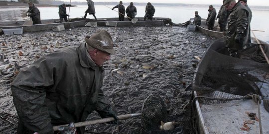 Keseruan tradisi panen ratusan ikan ala nelayan Republik Ceko