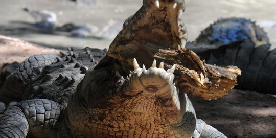 Kelaparan, buaya-buaya di Honduras makan batang pohon
