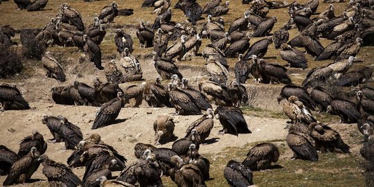 Menengok tradisi pemakaman langit masyarakat Tibet yang mengerikan