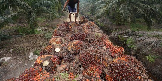 Seorang nenek di Kalteng dituduh curi sawit di tanah milik sendiri