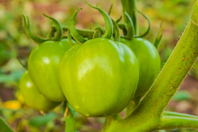ilustrasi tomat hijau