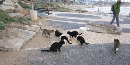 akan deportasi kucing dan anjing kampung rev2